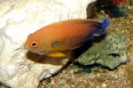 Centropyge potteri - 